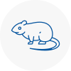 Rat Control Hyndburn