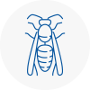 Hyndburn Wasp Nest Removal